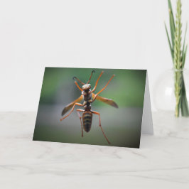 Hornet, Karte