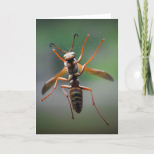 Hornet, Karte