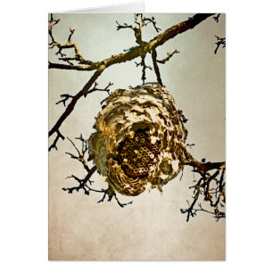 Hornet-Nest