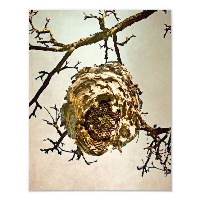 Hornet-Nest Fotodruck (Vorne)