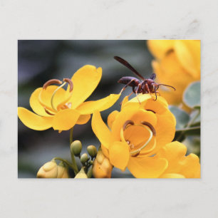 Hornet on Yellow Cassia Blume Postkarte