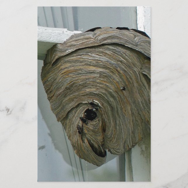 Hornets Nest Briefpapier (Vorderseite)