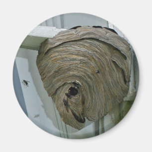 Hornets Nest Magnet