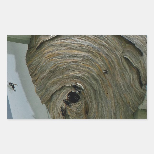 Hornets Nest Rechteckiger Aufkleber (Vorderseite)