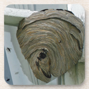 Hornets Nest Untersetzer