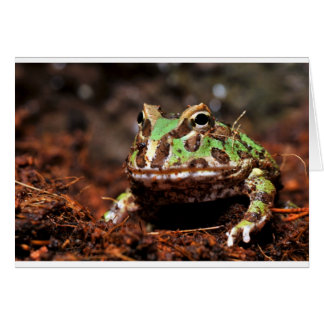 Hornfrosch