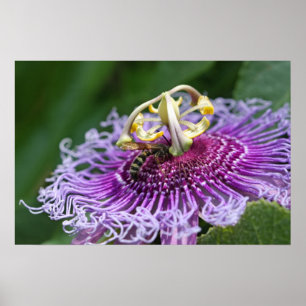 Hornisse, die Natur-Plakat füttert Poster