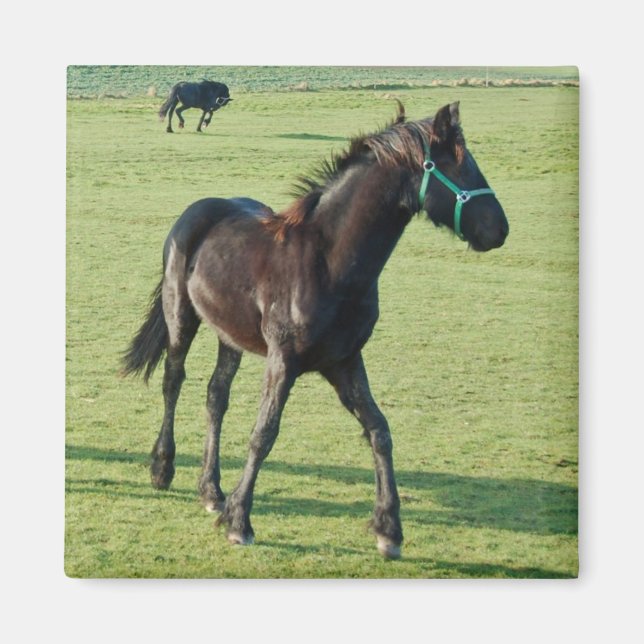 Hornmagnet Magnet (Vorne)