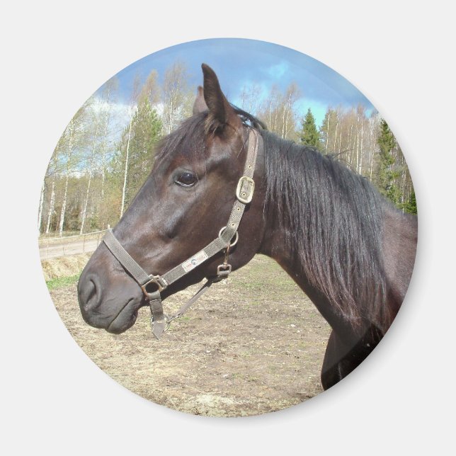 Hornmagnet Magnet (Vorne)