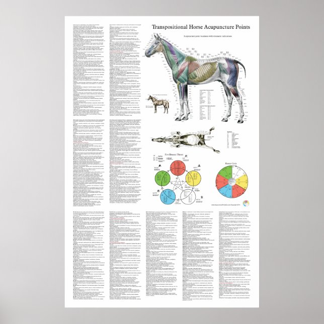 Horse Acupuncture Point Location Poster (Vorne)