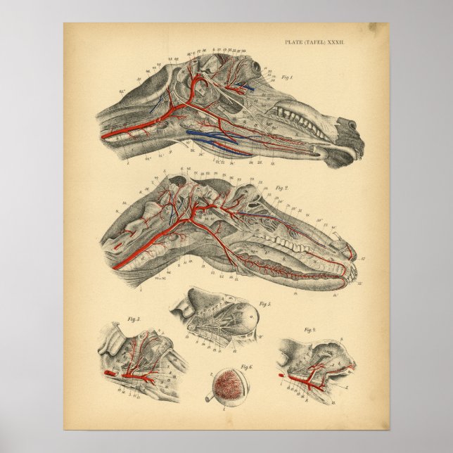 Horse Arteries Nerves Anatomie 1908 Impression Vin (Devant)