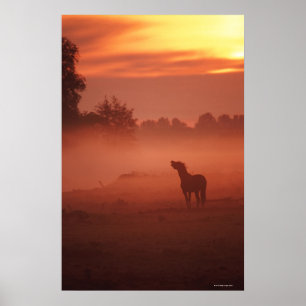 Horse at sunrise poster