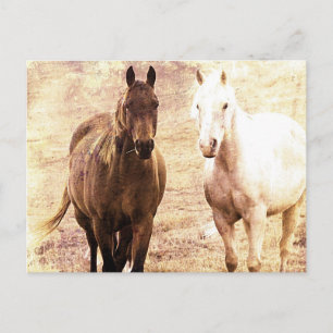 Horse Buddies Sepia Postkarte