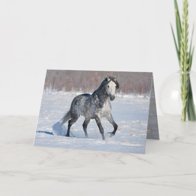 Horse Grußkarte - Grauschneehengst-Dappling Karte (Vorderseite)