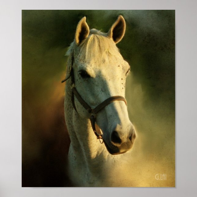 horse head portriat poster (Vorne)