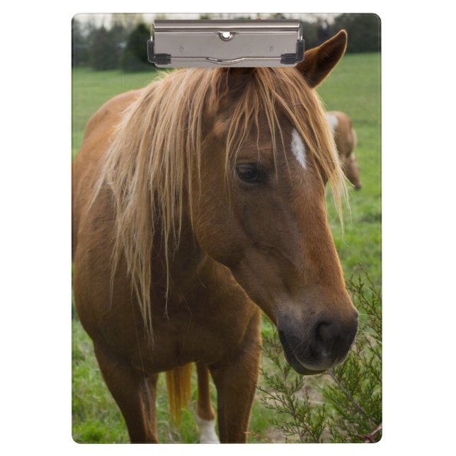 Horse Hello Klemmbrett (Vorderseite)