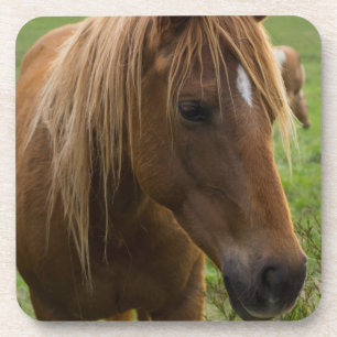 Horse Hello Untersetzer
