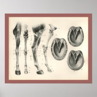 Horse Hoof Leg Knochen Muskelanatomie Print