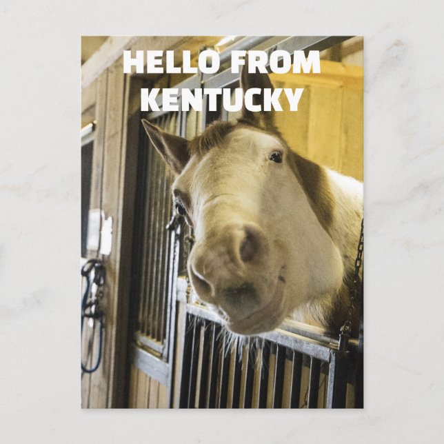 HORSE KENTUCKY FUNNY POSTCARD POSTKARTE (Vorderseite)