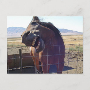 Horse Laughing Postkarte