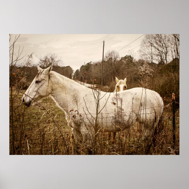 HORSE MAMA Poster (Devant)