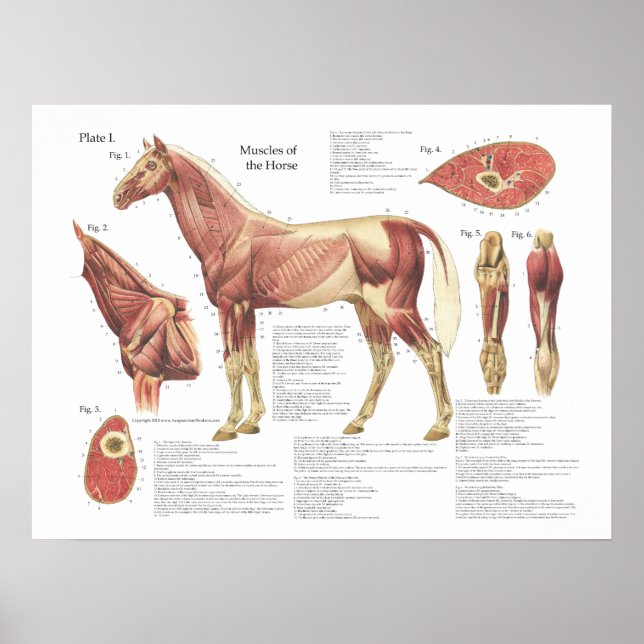 Horse Muscle Neck Shoulder Anatomie Diagramm Poster (Vorne)