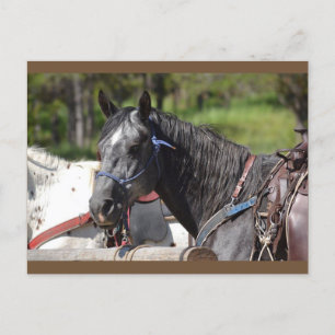 horse post card, trail horse postkarte