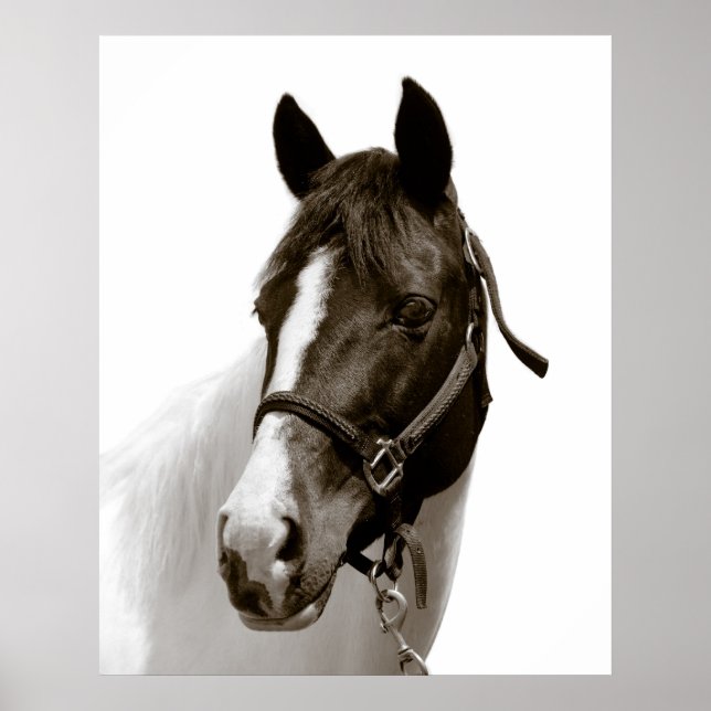 Horse Poster (Vorne)