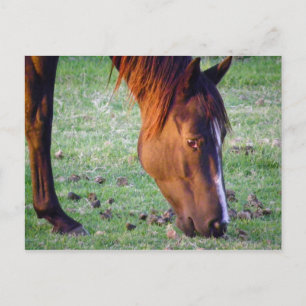 Horse Postkarte