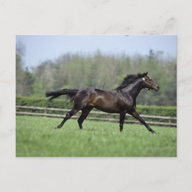 Horse Thoroughbreds, Wassl 1988, Postkarte (Vorderseite)