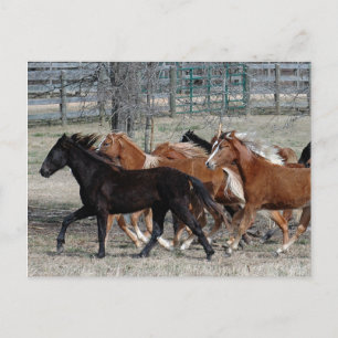 Horse Thunder Postkarte