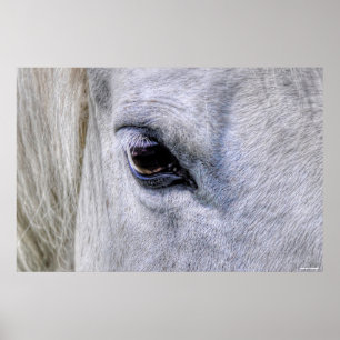 Horse White Ranch Mare Foto Poster