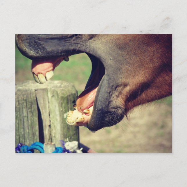Horse Yawn Postkarte (Vorderseite)