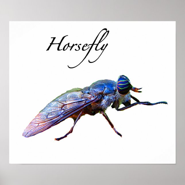 Horsefly Poster (Vorne)