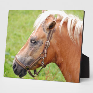 Horsehead 003 fotoplatte