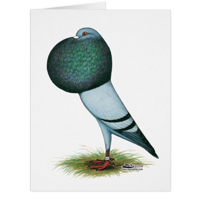 Horseman Pouter Blue (Vorderseite)