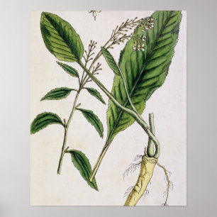 Horseradish, Teller 415 von "A Curious Herbal", pu Poster