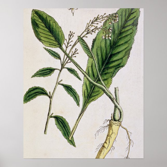 Horseradish, Teller 415 von "A Curious Herbal", pu Poster (Vorne)