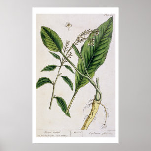 Horseradish, Teller 415 von "A Curious Herbal", pu Poster