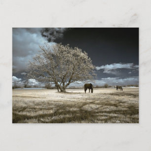 Horses Grazing Postcard Postkarte
