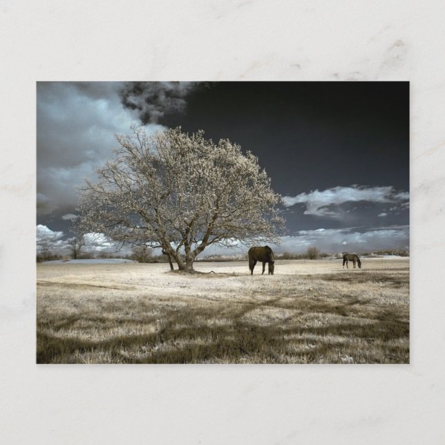 Horses Grazing Postcard Postkarte (Vorderseite)