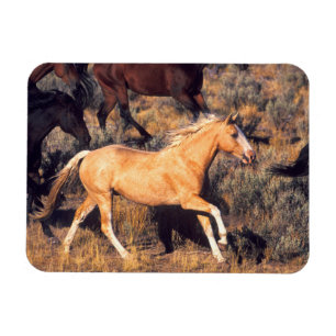 Horses Running a Ponderosa Ranch Magnet
