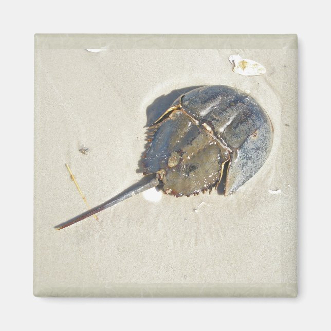 Horseshoe Crab Magnet (Vorne)
