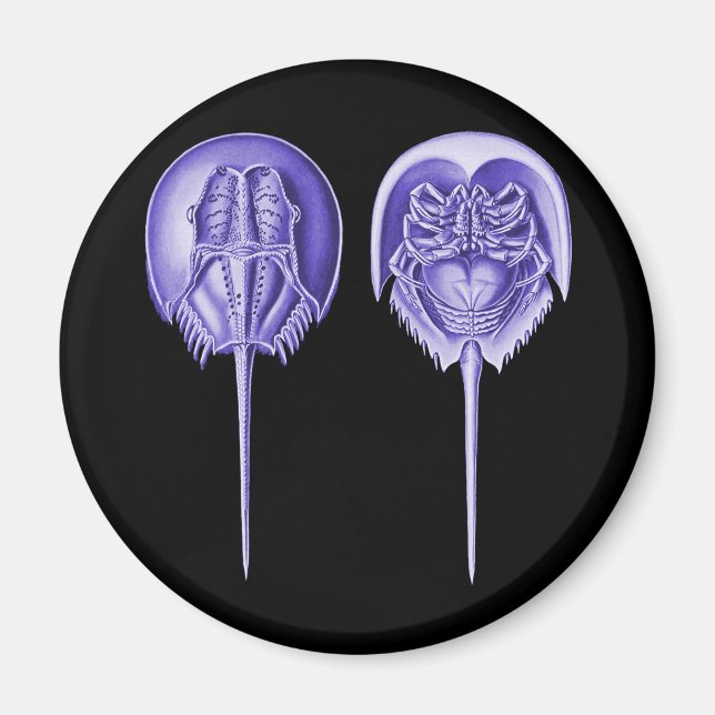 Horseshoe Crab Magnet (Vorne)