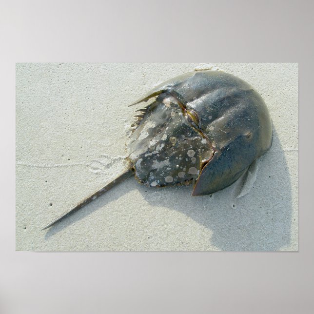 Horseshoe Crab Poster (Vorne)