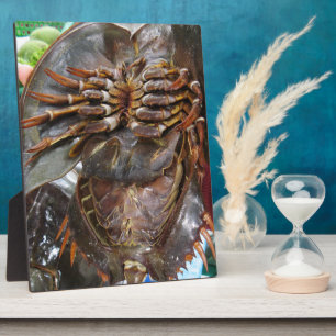 Horseshoe Crab ... Thai Asian Street Food Fotoplatte