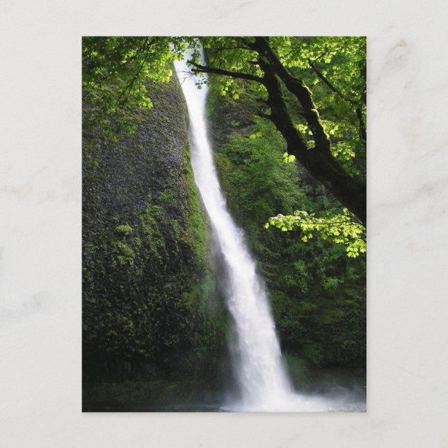HorseTail Falls Postcard Postkarte (Vorderseite)