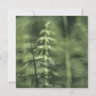 Horsetail Nature Foto-Karte