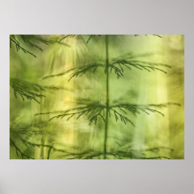 Horsetail Nature Foto Poster (Vorne)