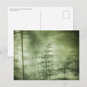 Horsetail Nature Foto Postkarte